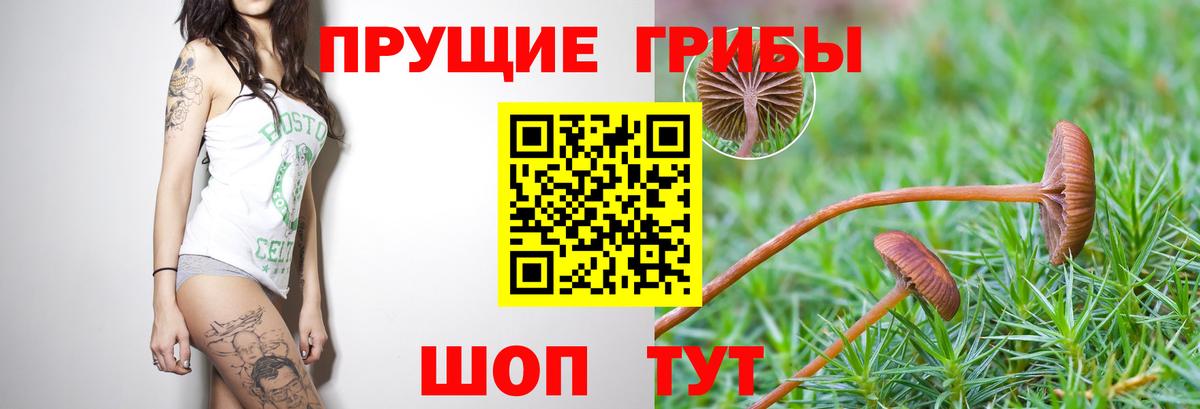 Псилоцибиновые грибы Magic Shrooms  где продают   Норильск  Вход с VPN 
